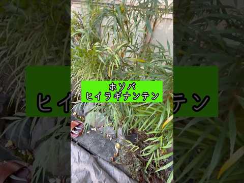 耐霜性の低木: これら 8 つの丈夫な植物は寒さに最もよく耐え、ほとんど壊れません。  庭園