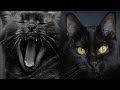 Фильм Чёрные кошки(Black Cats) 