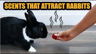 10 Scents/Smells to ATTRACT Rabbits (Make your rabbit come to you)