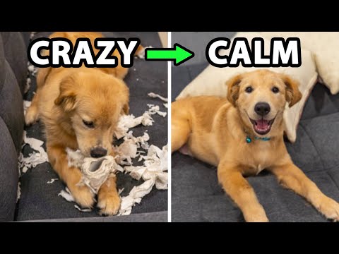 Do This Every Day For A Calm Golden Retriever