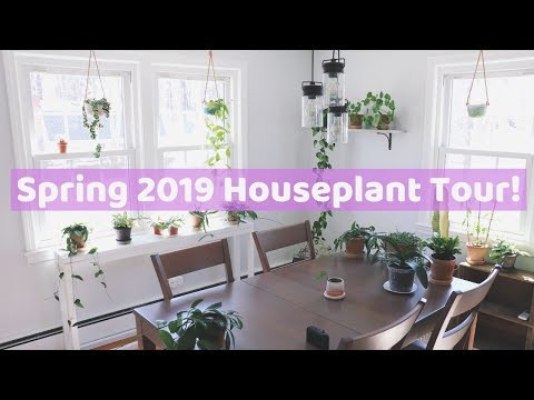 Houseplant Tour! 🌿 🌸 | Spring 2019 | Part One