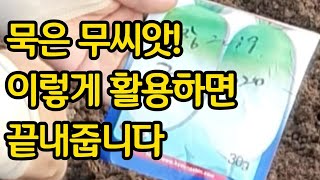 묵은 무 씨앗! 이렇게 활용하면 끝내줍니다