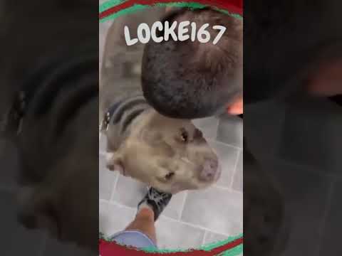 Locke167 Kunde schreibt Chat