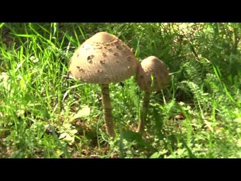 Parasolpilze mit Erklärungen, Teil 1 # 1.8.2020