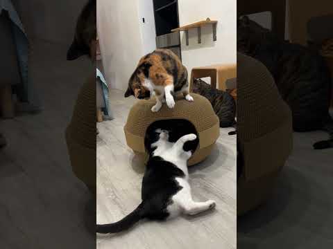 【蕉來媽】特大歡樂屋 添加纈草粉