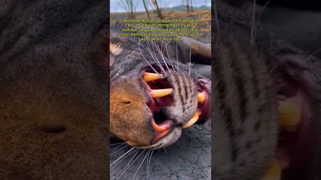 KEJADIAN MENGERIKAN #shorts