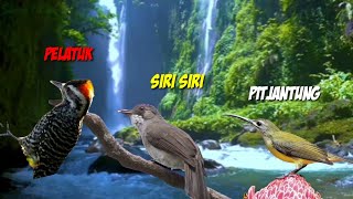 Download lagu Masteran Terbaru Pelatuk Sampit, Siri Siri, Pitjantung mp3 Download lagu Masteran Terbaru Pelatuk Sampit, Siri Siri, Pitjantung mp3