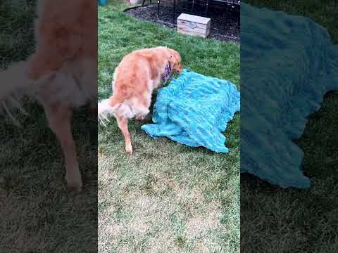 She Lost All Her Puppies In a House Fire 😭