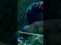 Amisha Patel Romantic Sence Short Shorts Romantic Trending
