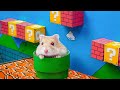 HAMSTER ESCAPE: Cute Mario maze for Hamsterious 🐹 in Hamster Stories 🐹 Hamsterious