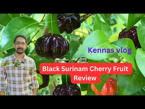 Black Surinam Cherry Fruit Review 🍒#cherry #cherryvlogs #fruits #fruitsplants