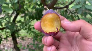 Bluebyrd Plum Tasting