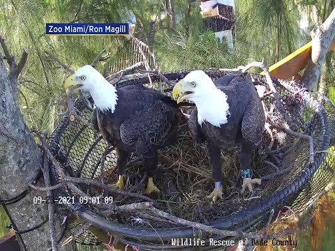WEB EXTRA: Bald Eagles Begin Building Nest On Custom Made Platform