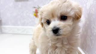 ハーフ犬の動画01