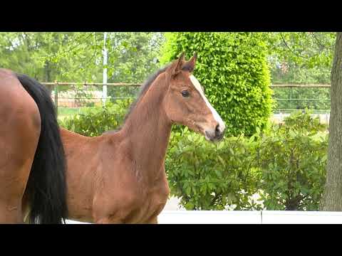 Holsteiner Fohlenauktion am 15. Juni 2019 | Nr. 07 - Melody v. Million Dollar-Clearway