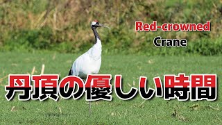 秋の暖かい朝に丹頂が魅せる Tancho fascinates on a warm autumn morning