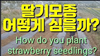 딸기 직접 심어봅시다!How do you plant strawberry seedlings?딸기 재배