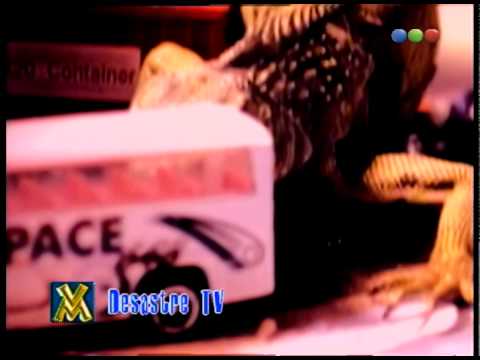 Desastre TV, Equilibrista – Videomatch 98