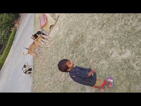 Satvik masti with dogs