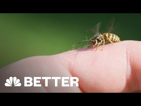 , title : 'There's A Better Way To Treat A Bee Sting | Better | NBC News'