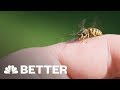 There's A Better Way To Treat A Bee Sting | Better | NBC News