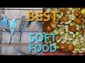 Best Soft Food For Budgies Lovebirds In Urdu Hindi Birds Health And Breeding Tips