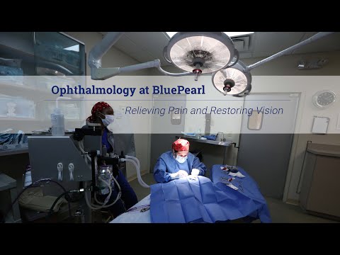 Ophthalmology at BluePearl