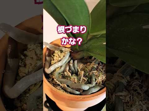 蘭の茎の切り方は？避けるべき最善のヒントと間違い  庭園