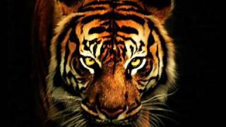 Survivor - Eye Of The Tiger (with lyrics) music video kia is a fat black dog and he isapy not tat h