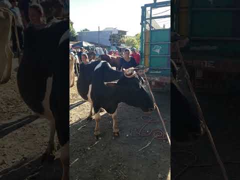 te contamos el precio de las vacas en San Rafael Cedros, Cuscatlán. 15 de noviembre 2025