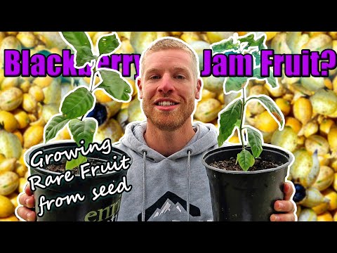 Growing BLACKBERRY JAM FRUIT From Seed - Unusual Fruit Growing