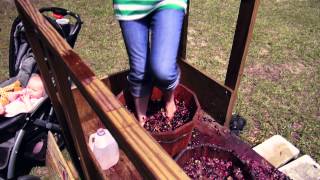 preview picture of video 'Grape Stomping!'