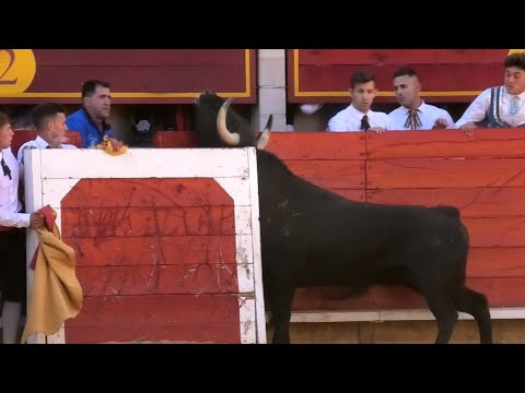 Laguna de Duero 2023 Concurso con Toros Bravos