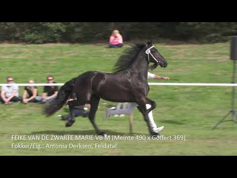 Kampioenschap enters / twenters en algemeen jeugdkampioen Centrale Keuring 2019 @FCD Drachten