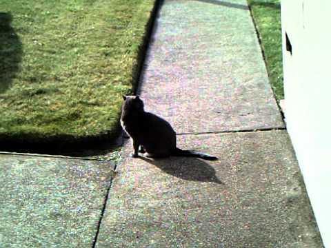 "Tyrone", the Feral Cat