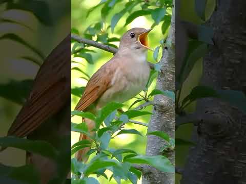 The song of the nightingale