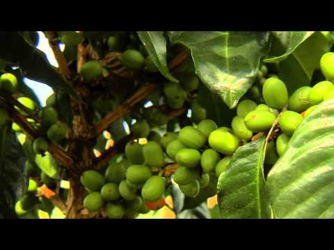 Café de Colombia