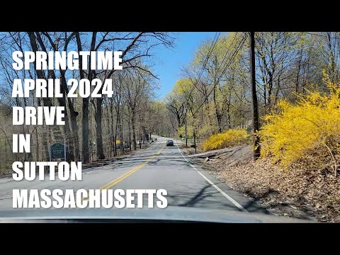 Springtime April 2024 Drive in Sutton Massachusetts - Forsythia!