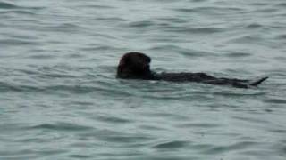 preview picture of video 'Carlos Rio's Happy Sea Otter Eating Shellfish at Seward, AK'