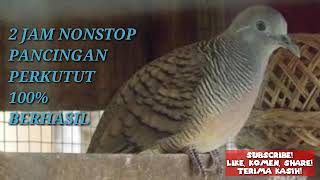Download lagu PANCINGAN PERKUTUT 2 JAM NONSTOP DIJAMIN GACOR mp3
