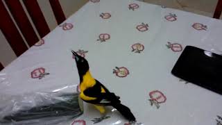 Download lagu Burung Kacer Thailand atw campo troupial yg exotic mp3