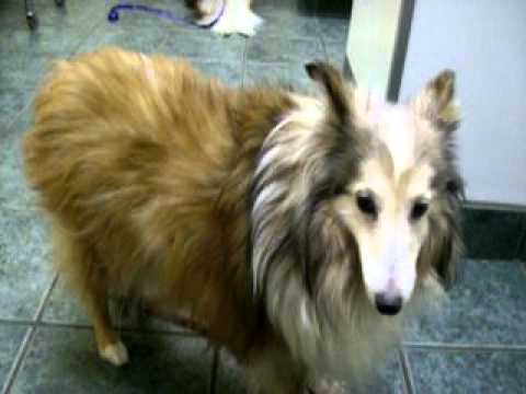 Sienna Zen-Cat and Rio Visit the Vet 9 2011.AVI