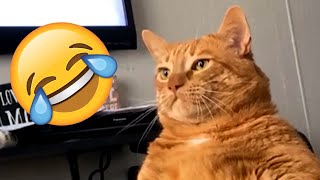 Funniest Pet Videos of 2024 | Try not to Laugh Challenge