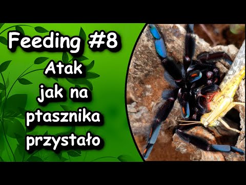 Feeding #8 Efektowne ataki ptaszników ❗ To jest to co lubie. Oraz bonusowy feeding 😍