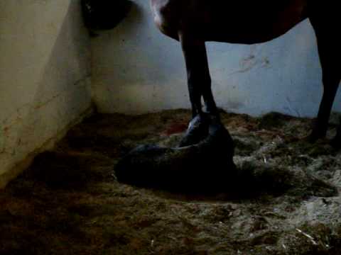 Queen Mambos 1 hour old foal gets up