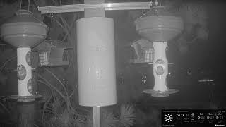 California · Big Bear Lake · Chirp Bird Feeder · Conditions live stream