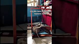 Download lagu Orang gila mana guys #kicaumania #kicaumanianusantara #kicaumaniaindonesia #masteranjernih #kicau mp3 Download lagu Orang gila mana guys #kicaumania #kicaumanianusantara #kicaumaniaindonesia #masteranjernih #kicau mp3