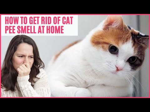How to Get Rid of Cat Pee Smell🐈How to Get Rid of Cat Urine Smell