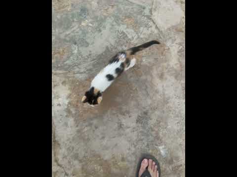 Two souls,, one path 🐱🩶”CatFollower #CatLove #FurryFriend #CatVibes