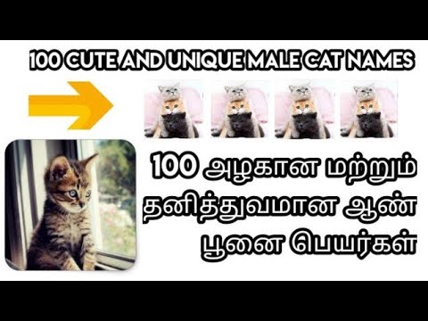 100 male cat names | unique cat names | cat names | ishu Rj | male cat names